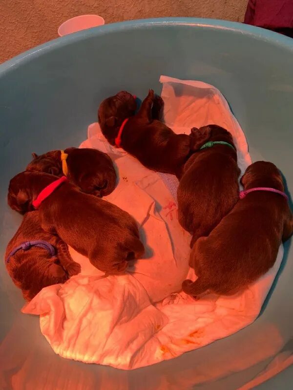 ветклиника альтернатива ул керамическая железнодорожный. альтернатива балашиха. груминг салон на керамической. альтернатива балашиха.