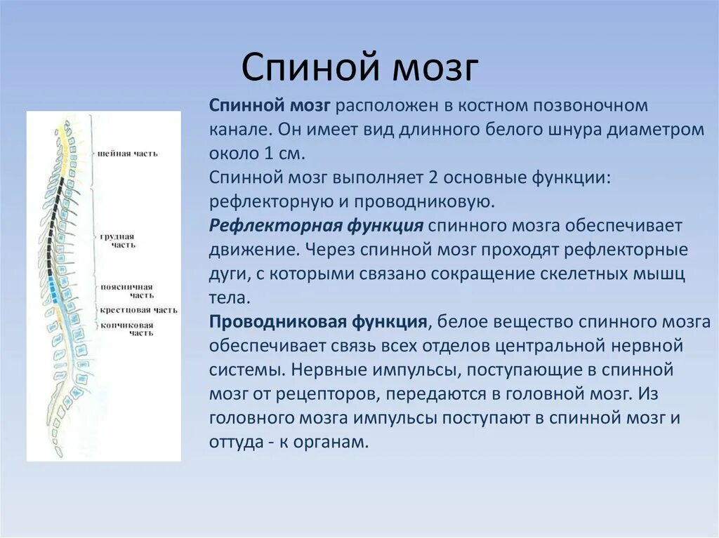 В какую систему органов входит спинной мозг. Спинной мозг строение и функции нервная система. Основные структуры и функции спинного мозга. Нервная система строение и функции нервной системы. Спиноиной мозг.