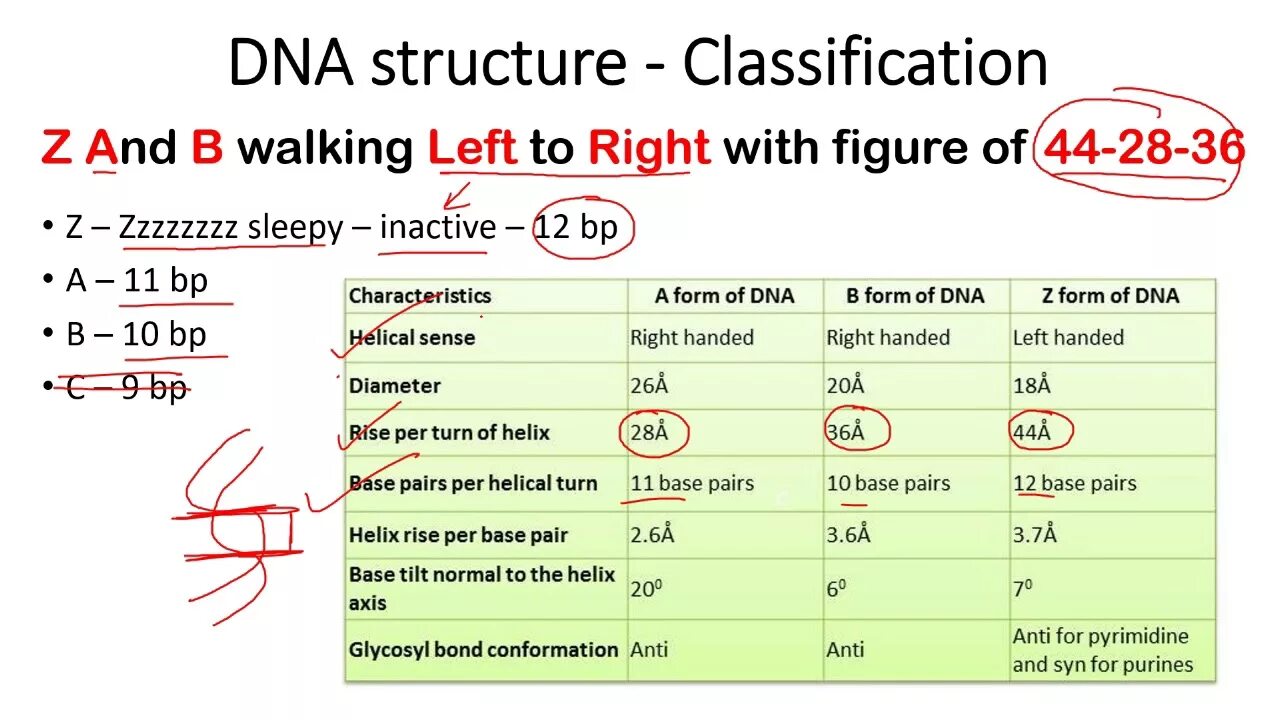 B-ДНК. Types of Helixes in DNA A B Z. Biology DNA. Helicses of DNA A B Z.