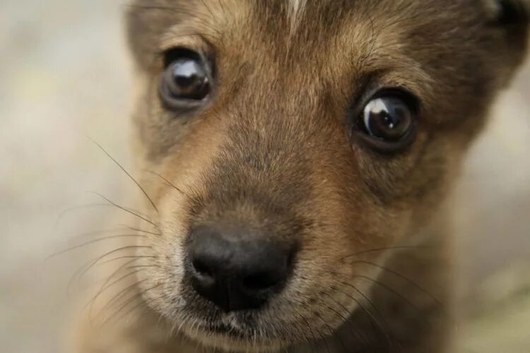 Голодные бездомные животные. Коробка с щенками. Маленьких бездомных животных. Маленьких бездомных животных. Щенок.