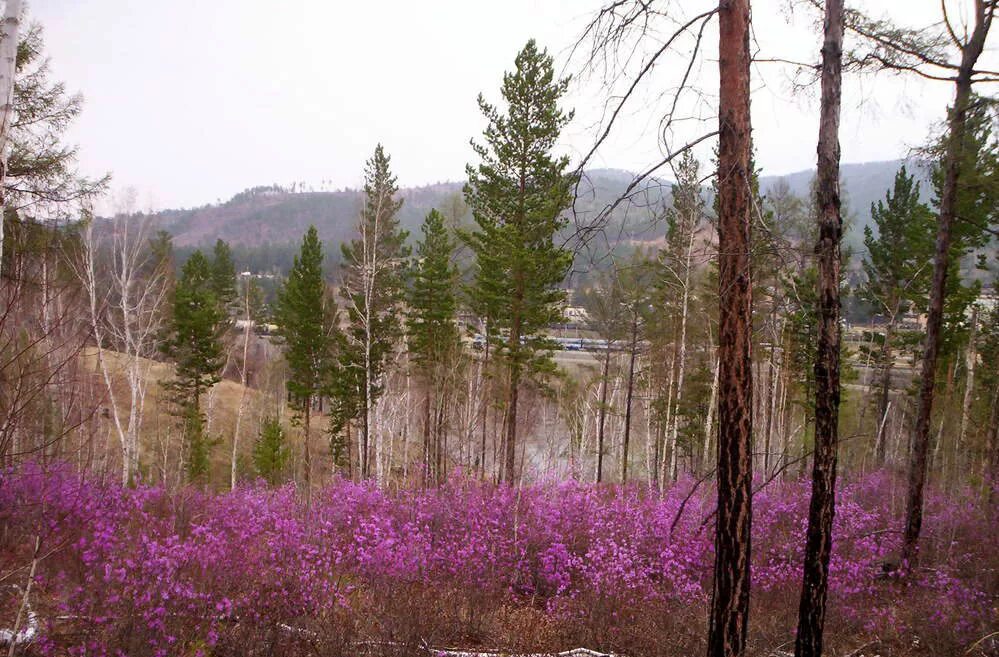 единое забайкалье