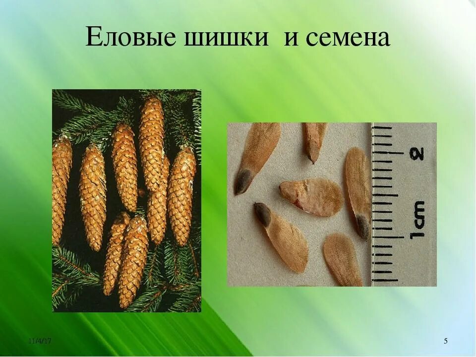 Семена голосеменных в шишке. У сосны семена созревают. Форма семенной чешуйки сосны сибирской. Цикл развития голосеменных сосны. У хвойных растений семена развиваются в шишках.