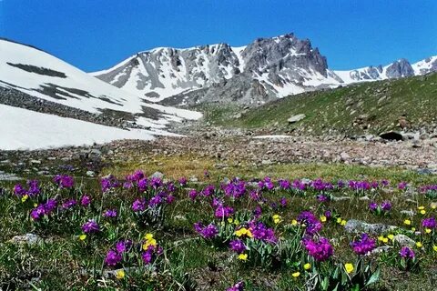 Моншадағы жалаңаш балапандар қарап отыр