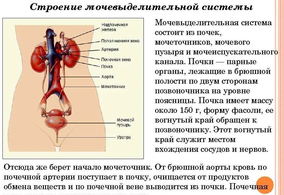 Основной орган мочевыделительной системы человека. Функции почек в выделительной системе. Мочевыделительная система анатомия функции. Выделительная система органы образующие систему. Мочевыделительная система строение органов.