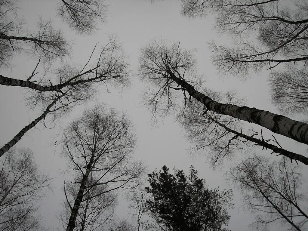 Сосновый лес снизу вверх. Деревья уходящие в небо. Верхушки деревьев. Макушки деревьев. Закутали в сумрак высокие кроны деревьев.