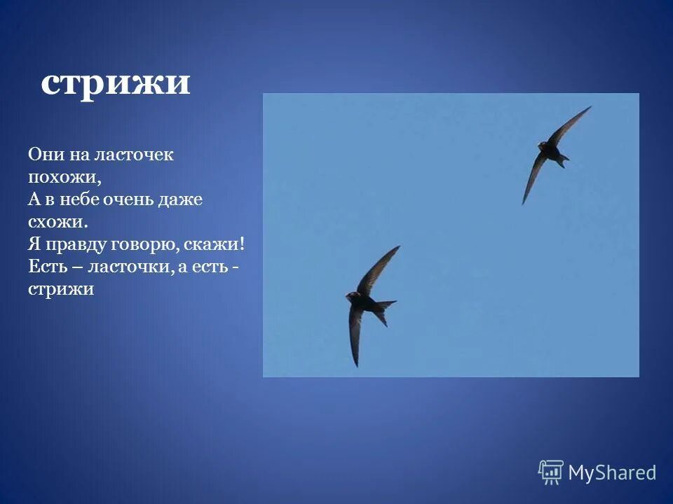 Чем отличается ласточка. Стриж и Ласточка. Стриж и Ласточка отличия. Стриж похож на ласточку. Перелетные птицы Стрижи и ласточки.