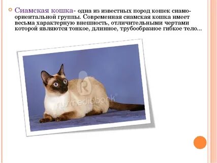 Имея кошке