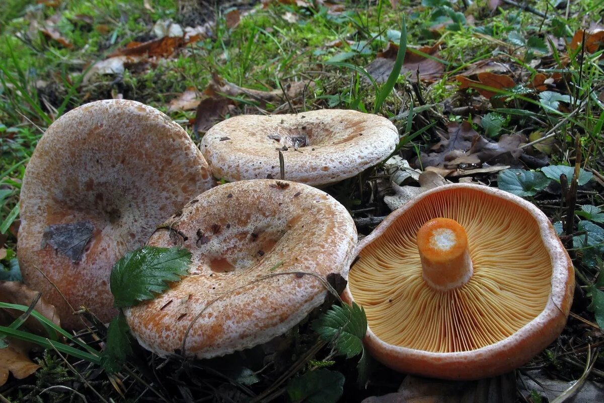 Осень рыжики. Рыжики пластинчатые грибы. Рыжик Сосновый/Боровой (Lactarius deliciosus);. Рыжик Боровой Сосновый. Рыжик деликатесный.