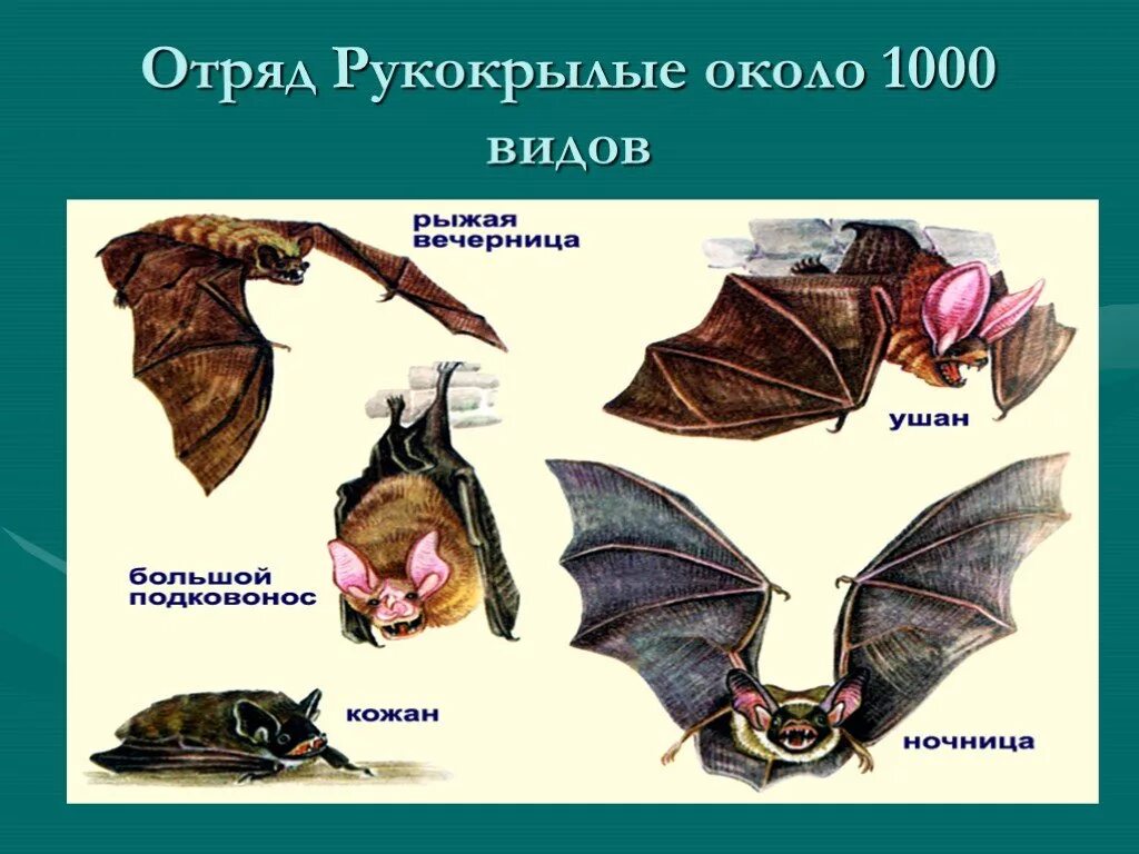 Рукокрылые млекопитающие примеры. Отряд рукокрылые млекопитающие. Отряды отряд рукокрылые представители. Рукокрылые представители. Рукокрылые представители список.