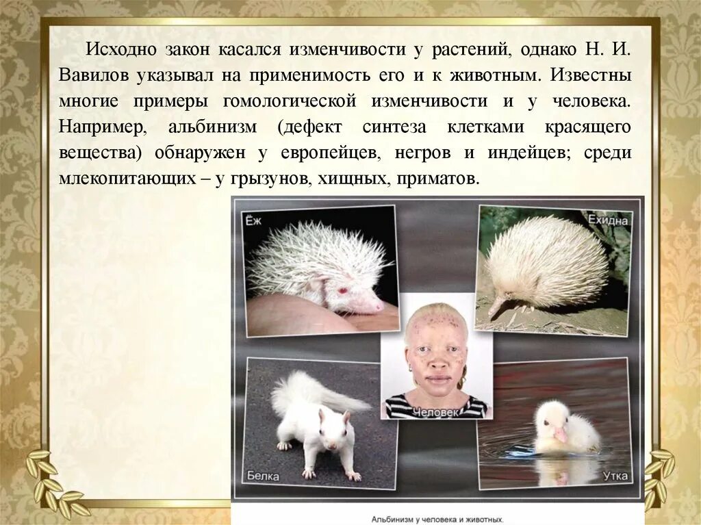 Появление в потомстве альбиноса