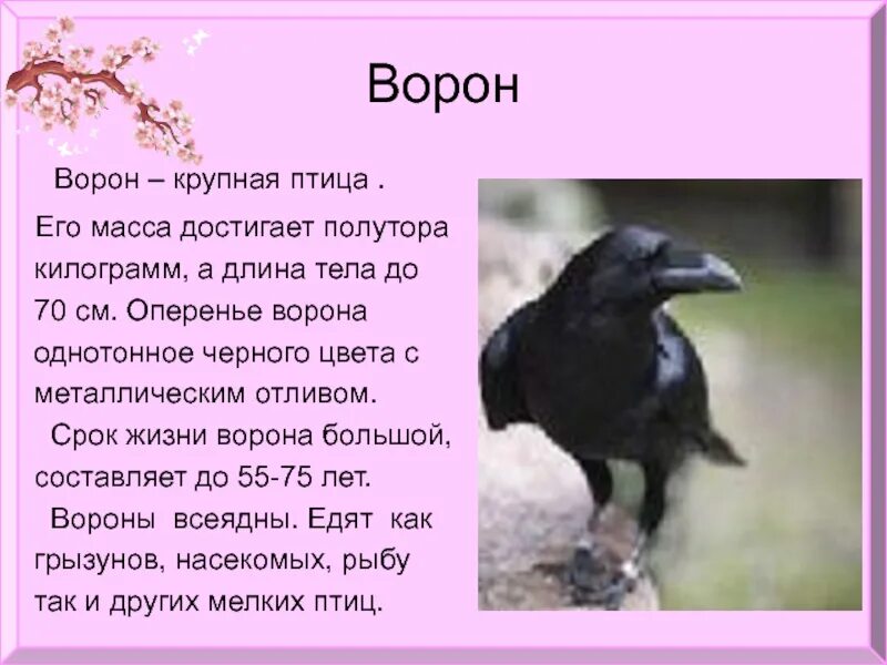 Ворон ворону в ответ. Описание вороны. ворона доклад. описание про ворону. доклад о вороне.