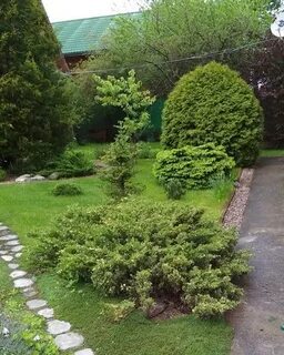 Вечнозеленые листопадные кустарники деревья