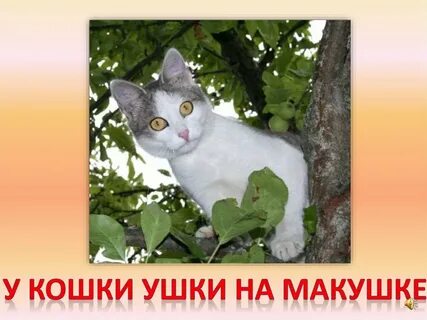 У наших ушки на макушке стиль речи