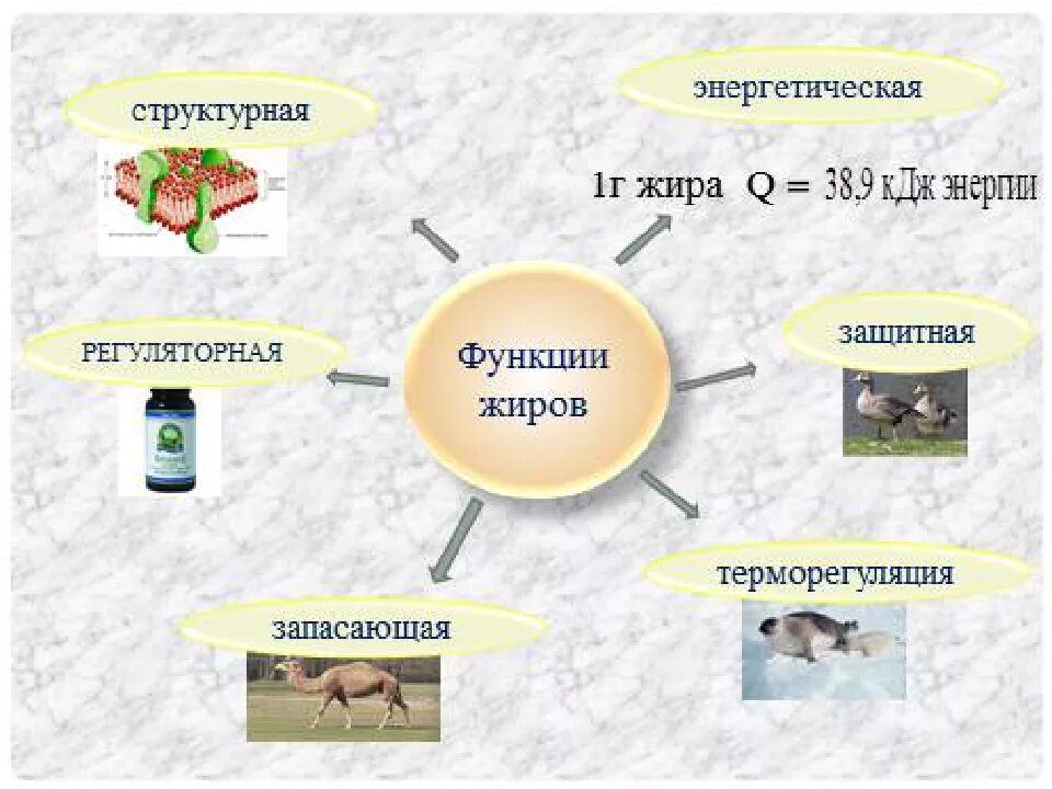 Жиры функции в организме. Биологические функции жиров. Важнейшие функции жиров. Биологические функции жиров энергетическая. Основная функция жиров в организме человека.