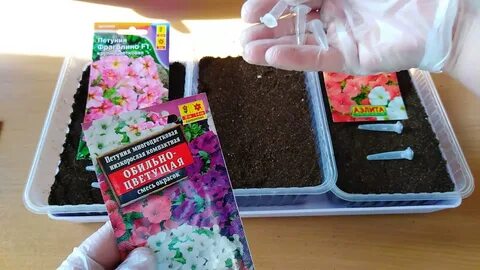 Семена петунии видео