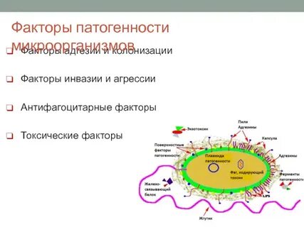 Группе патогенности отнесен sars cov 2