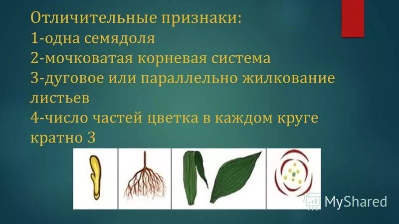 Жилкование пасленовых растений. Сетчатое жилкование листьев корневая система мочковатая. Корневая система однодольных и двудольных цветковых растений. Сетчатое жилкование листьев корневая система мочковатая. Классы двудольные и однодольные.
