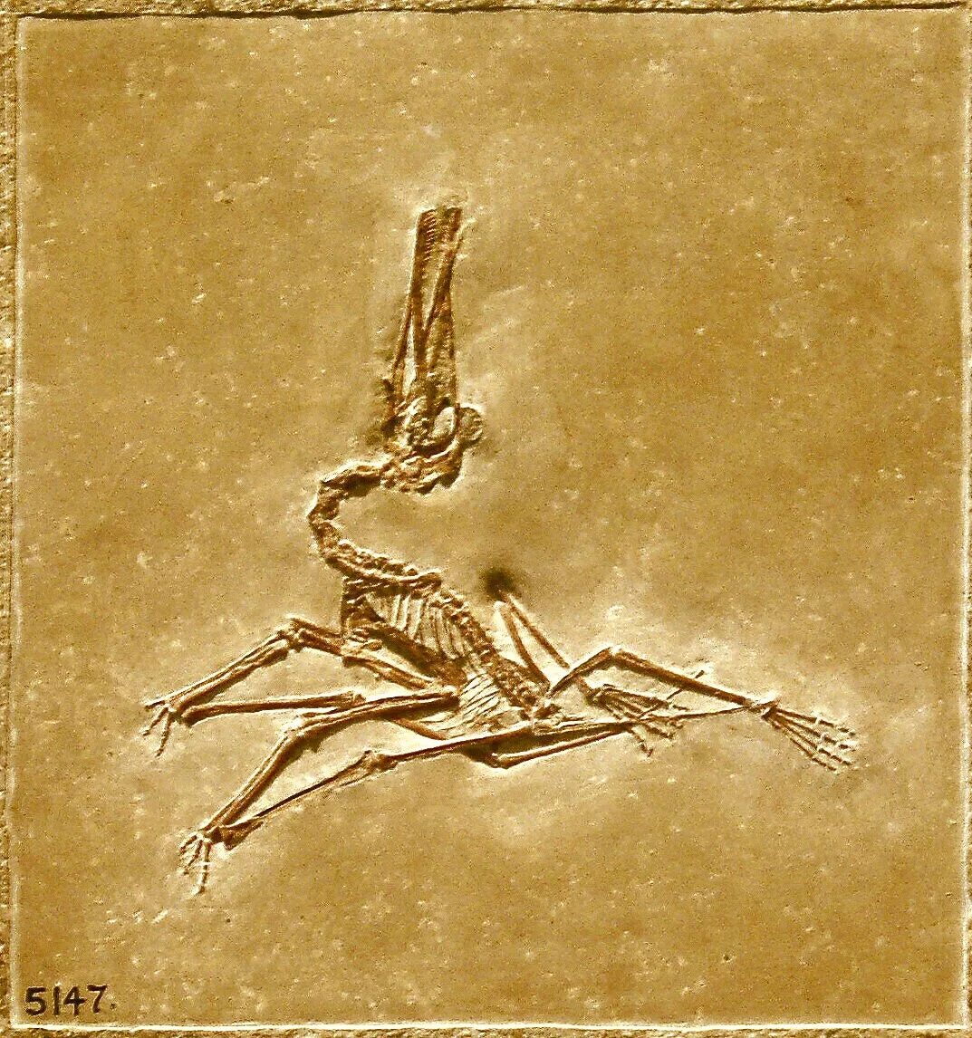 Exit code 1 pterodactyl