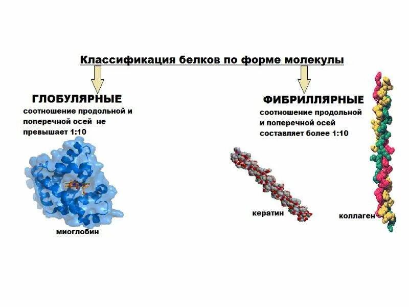 Формы белка. Классификация белков по форме молекул. Строение белковой молекулы биохимия. Классификация белков по форме белковой молекулы. Белки состав строение классификация.