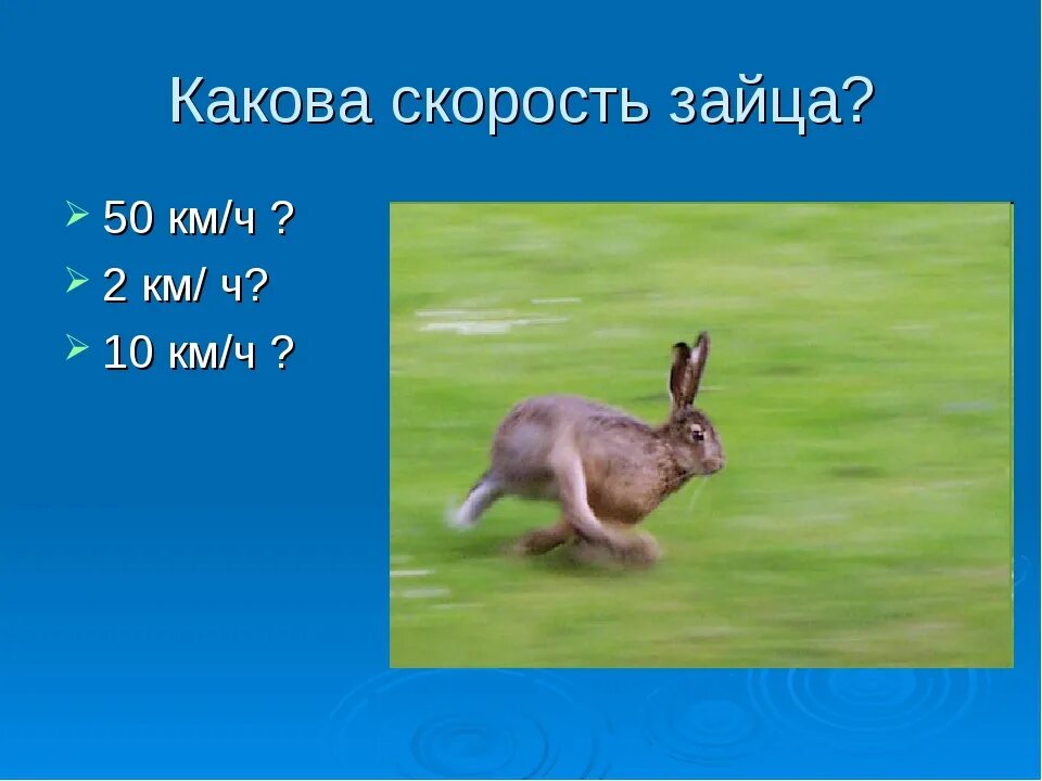 Скорость зайца. Скорость бега зайца. Заяц Русак скорость бега. Максимальная скорость зайца русака.