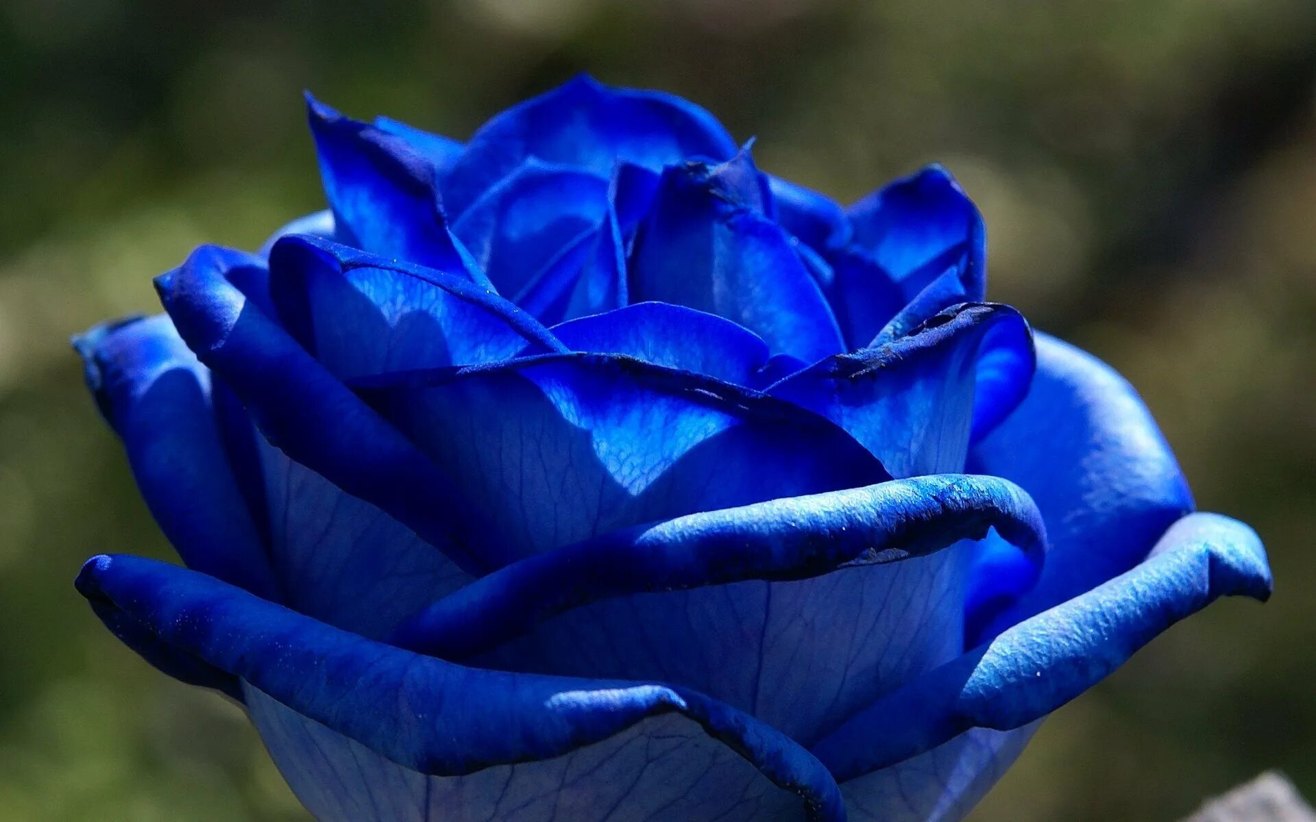 Фотография синего цвета. Голубые розы Сантори. Голубая роза Сантори аплоз. Роза Блю сапфир. Applause роза.