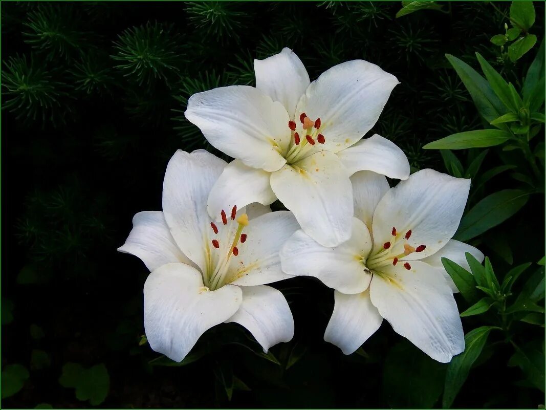 Лилии 3 на 3. Песня 3 лилии. Айвазов певец лилии. Маттсона. А я в окошко лилии.