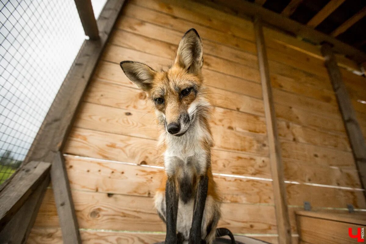 Дом fox. Лисицы Тверская область. Лисий дом. Лиса в доме. Дом лисички.