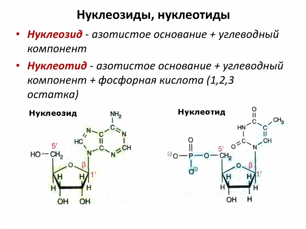 Исследовательский проект по биологии 11 класс : "ГЕНЕТИКА. ГЕННАЯ ИНЖЕНЕРИЯ. ГМО