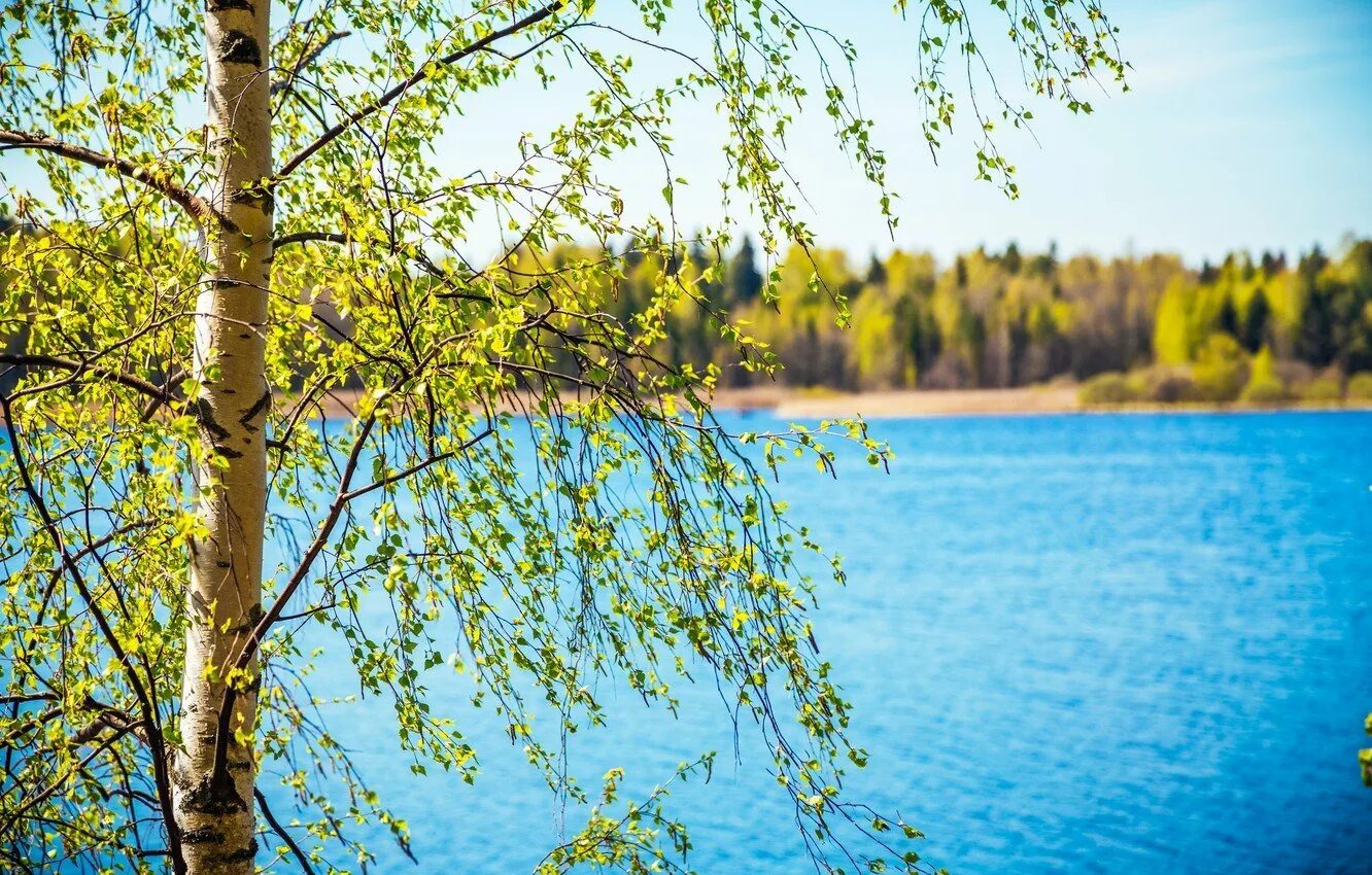 Весенняя береза. Природа река береза солнце. Березы река солнце. Березка крым