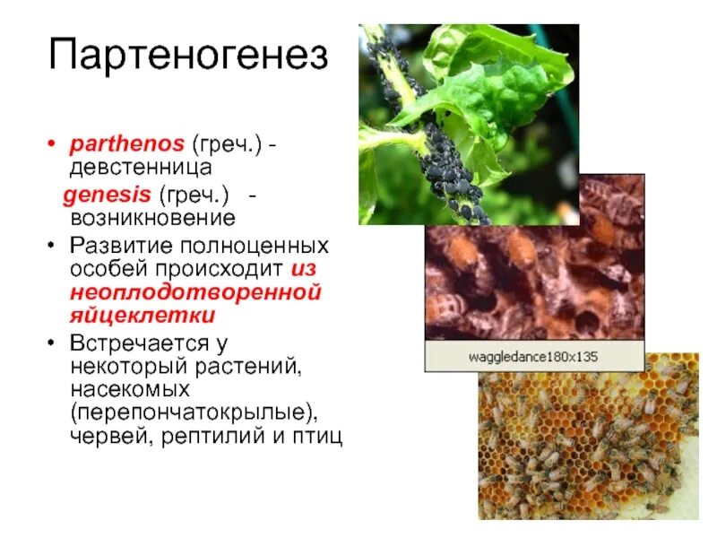 Партеногенез. Партеногенез у растений. Партеногенез размножение. Соматический партеногенез.