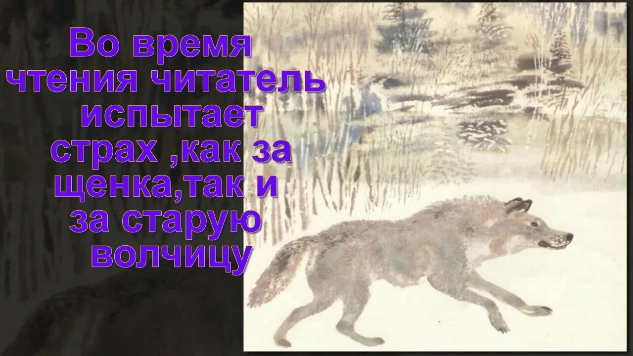 Волчица Чехов белолобый. Иллюстрации к рассказу Чехова белолобый.
