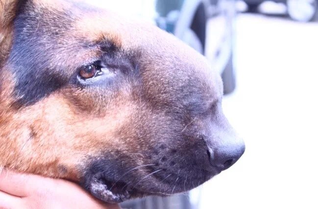 гайморит у собак