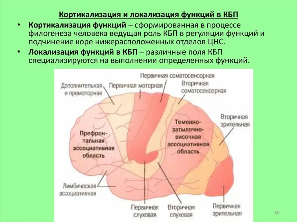 Локализация функций КБП. Принцип кортикализации функций. Кортикализация нервной системы. Кортикализация функций коры головного мозга.