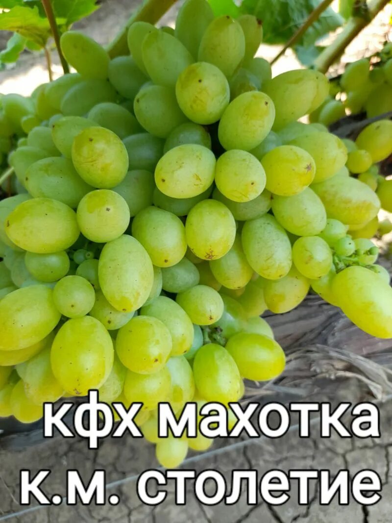 Глера виноград eCookie.ru