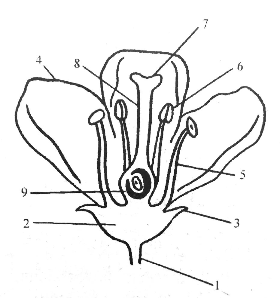 Строение завязи пестика. Пыльник тычиночная нить рыльце. Чашелистик тычиночную нить рыльце. Пестик крестоцветных. Женский 5 половые органы