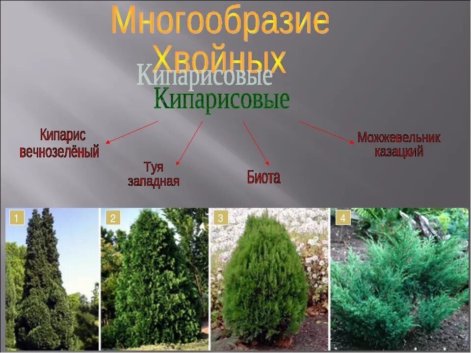 Туя кипарисовик. Туя семейство кипарисовых. Кипарис вечнозеленый (Cupressus sempervirens). Семейство Кипарисовые можжевельник.