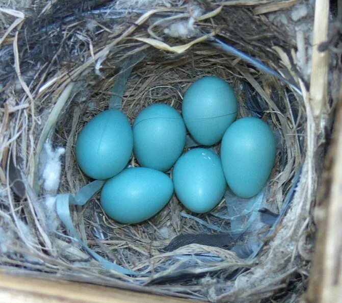 Какого цвета яйца птиц. Амераукана голубая. Голубые яйца дрозда. Голубые птичьи яйца. Яйцо синее.