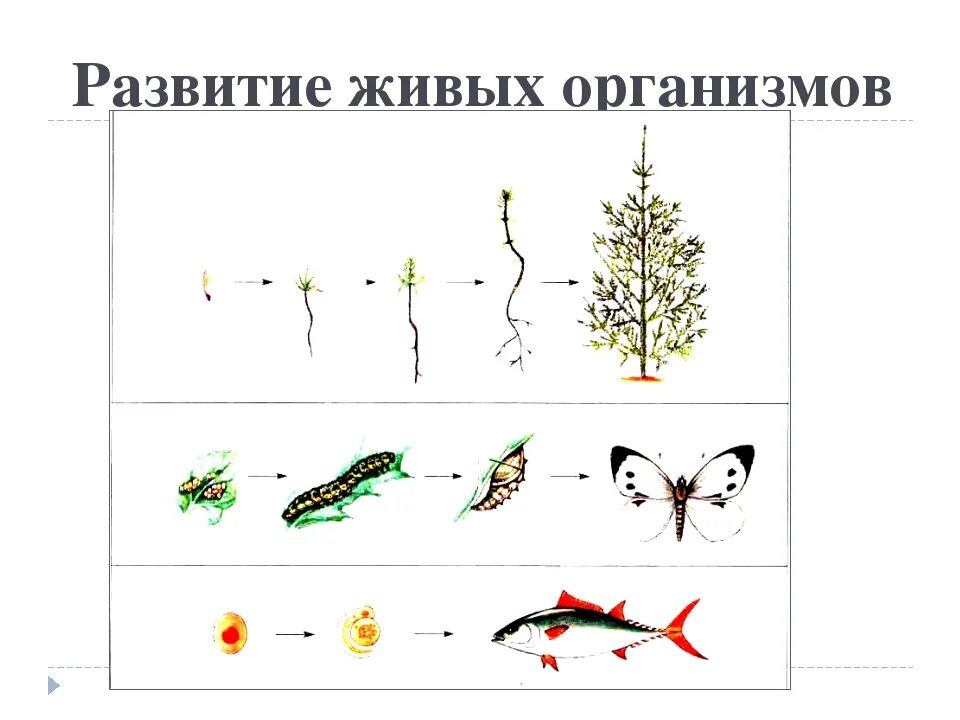 Рост и развитие живых организмов этапы. Схема развития живого организма. Стадии развития живого организма. Рост и развитие свойства живых организмов.