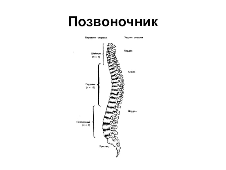 Строение скелета позвоночника. Позвонки и Позвоночный столб анатомия. Отделы позвоночника человека биология 8 класс. Отделы позвоночника человека рисунок схема строения.