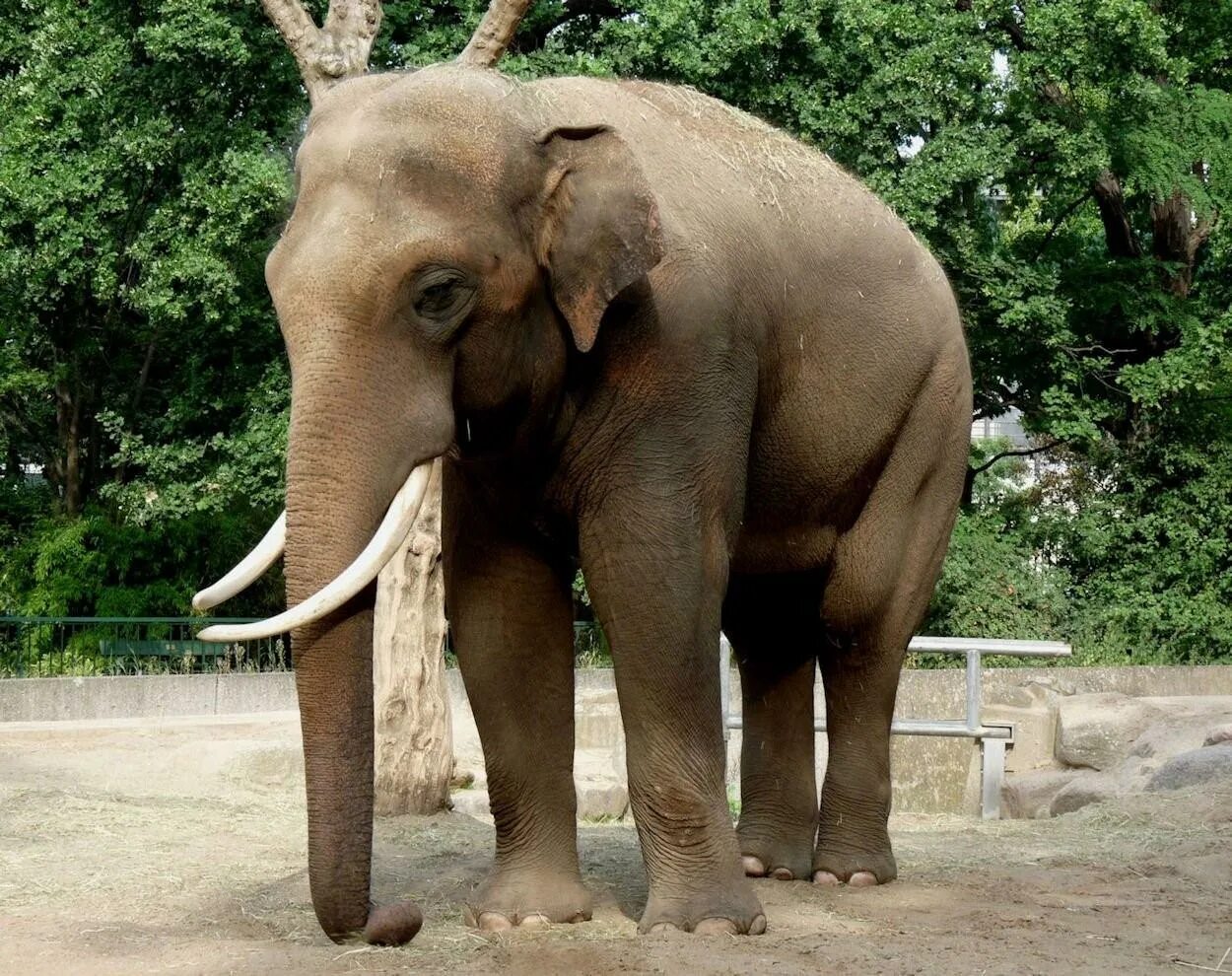 Про индийского слона