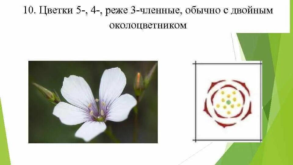 4 членный цветок. Непентес хукериана. 3 членный цветок. 3 членный цветок. Куувшиночник непениус.