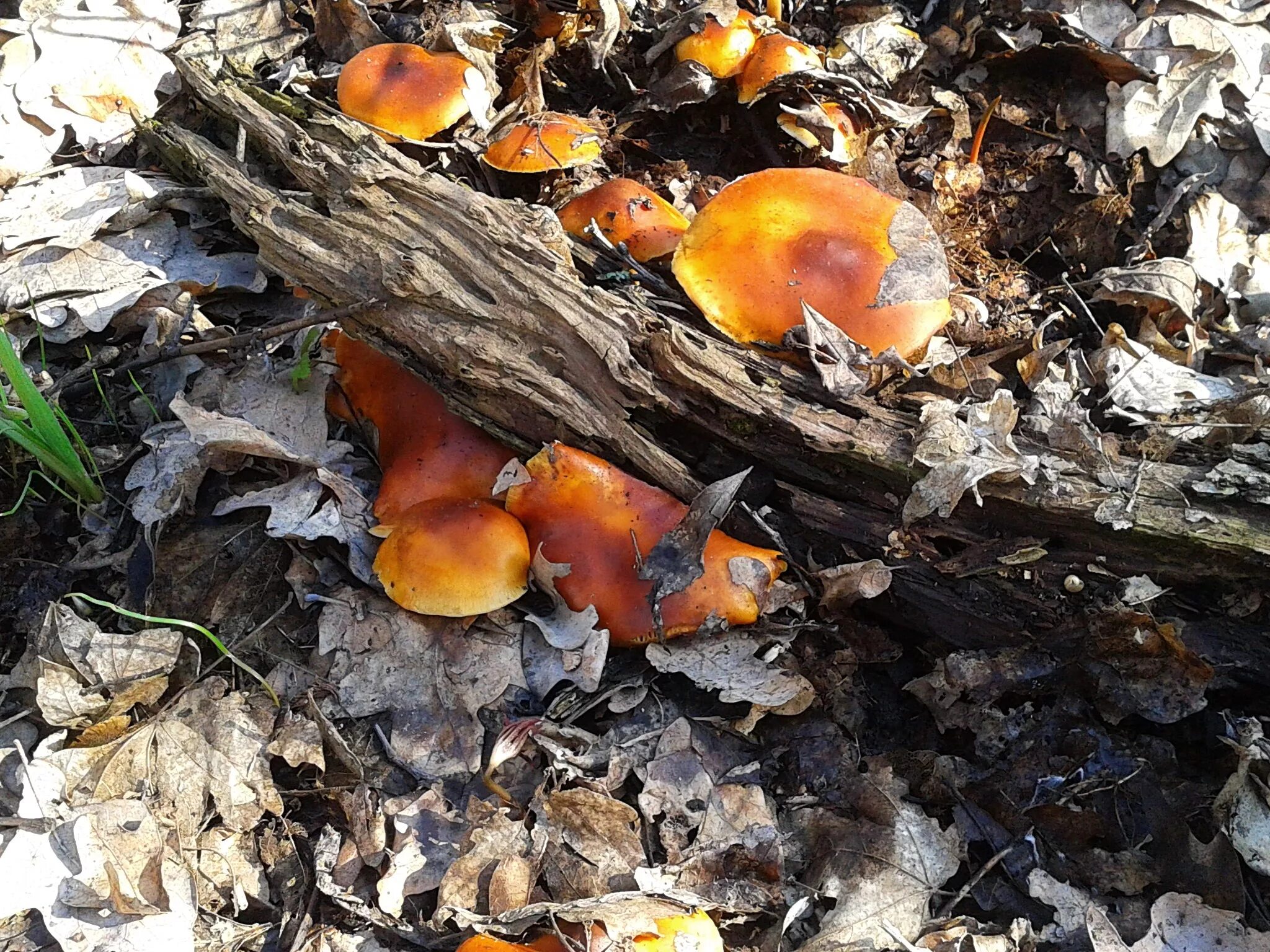 Первый гриб после зимы. Ранние весенние грибы съедобные. Первые весенние грибы съедобные. Первые весенние грибы. Ранние грибы весной.