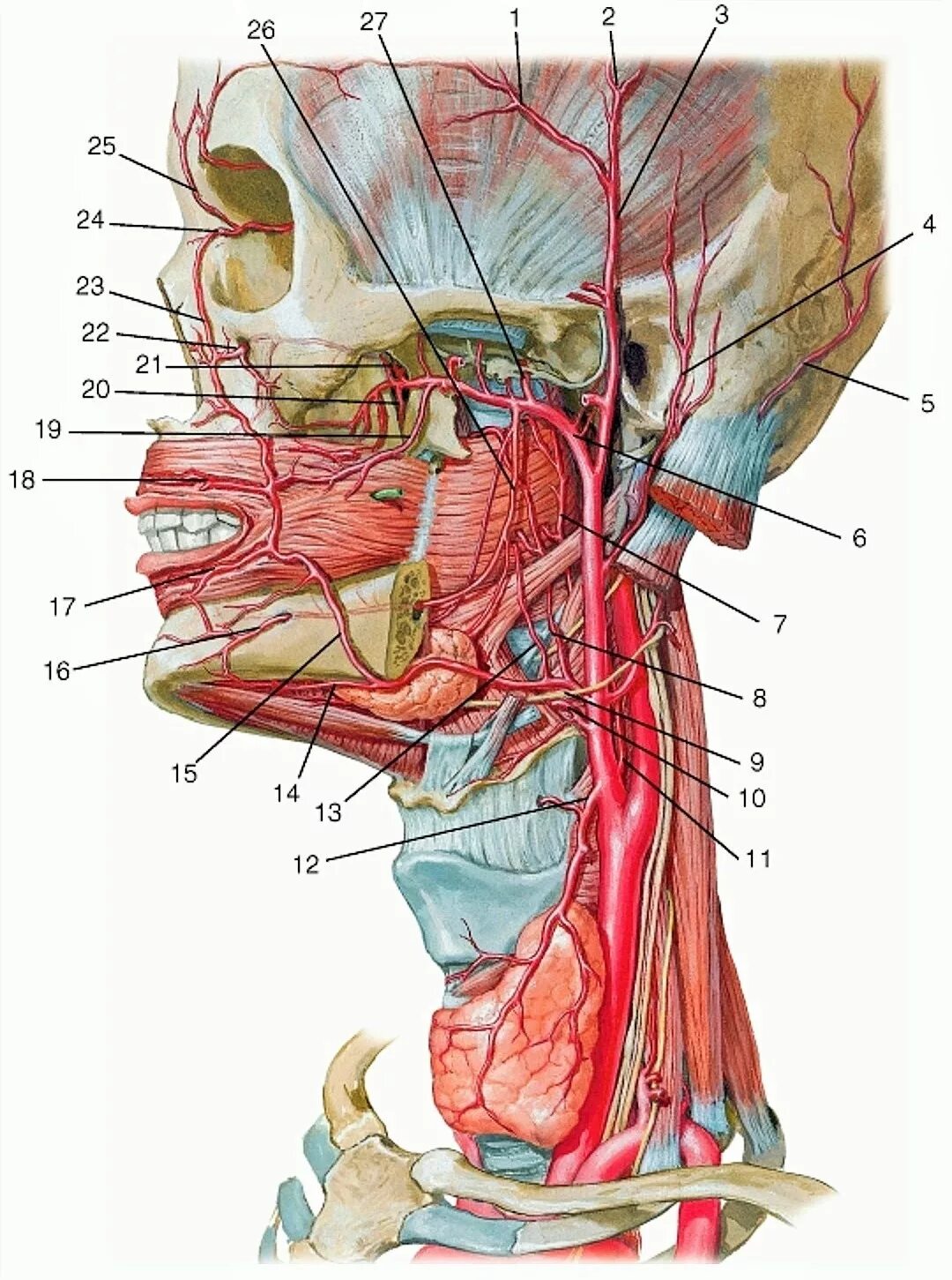 Правая сонная артерия где находится. Наружная Сонная артерия анатомия ветви. Ветви сонной артерии анатомия. Сонная артерия топография анатомия. Наружная Сонная артерия топография.
