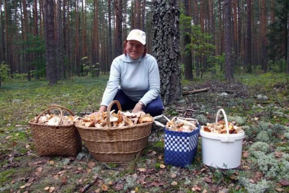 Дождя больше грибов. Матокса грибы. Сбор грибов. Сбор грибов в лесу. Что за гриб.