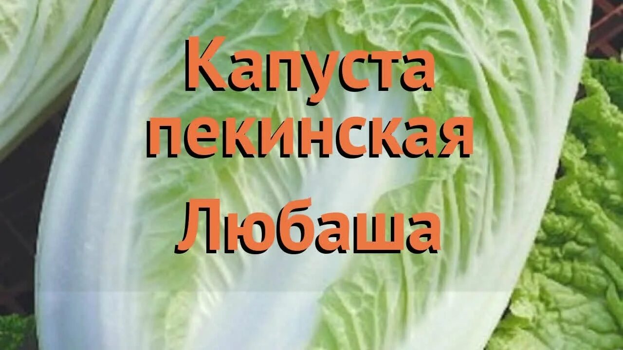 Пекинская любаша. Капуста пекинская любаша. капуста пекинская сорт любаша. капуста пекинская любаша фото. пекинская капуста любаша выращивание.