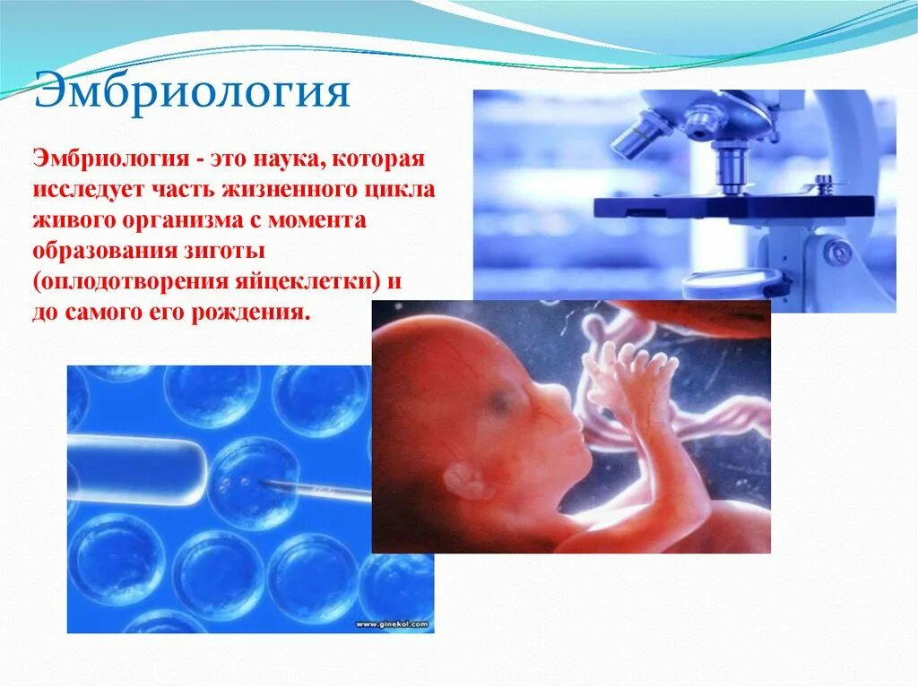 Что является объектом изучения эмбриологии