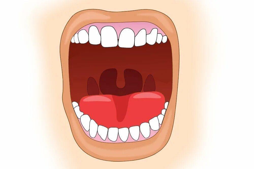 Открытый рот. Открытый рот с зубами мультяшный. Ротовая полость зубы человека