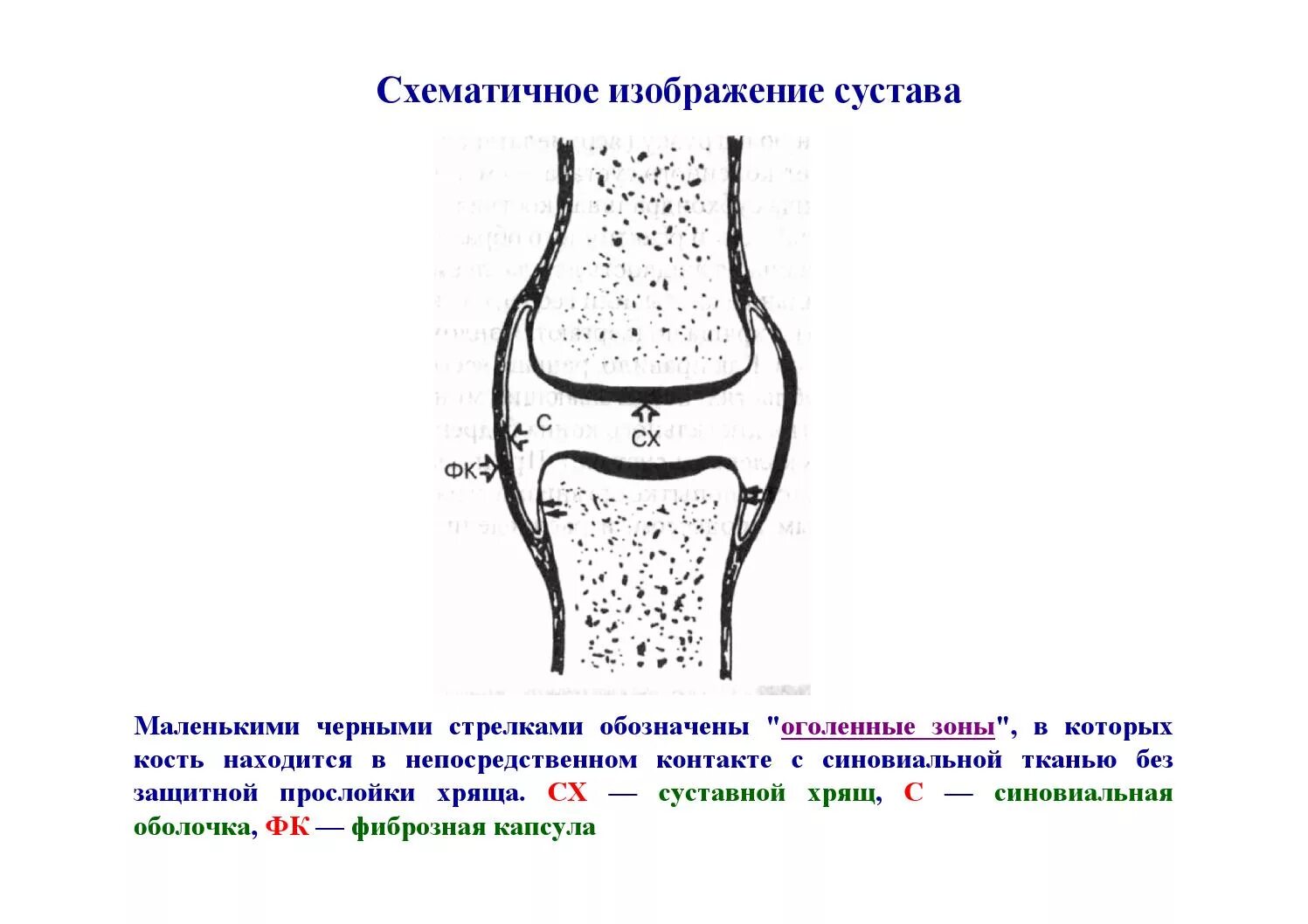 Какие структуры сустава обозначены цифрами. Схематичное строение сустава. Схема коленного сустава человека. Строение сустава с подписями. Строение сустава рисунок с подписями.