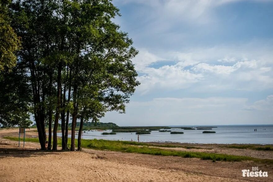 Fox beach. Пляж морские Дубки Лисий нос. Лисий нос Санкт-Петербург пляж. Лисий нос финский залив пляж. Парк морские Дубки в Лисьем носу.