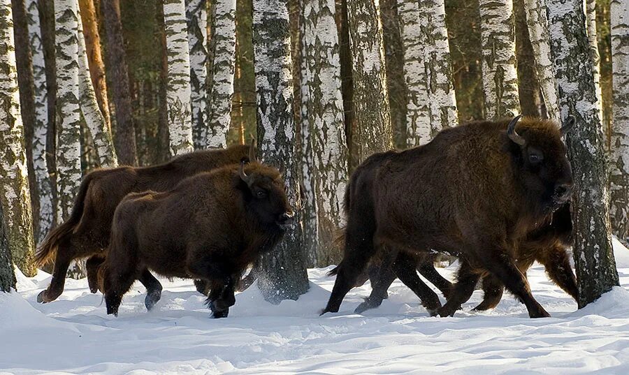 Бизон 6. Окский биосферный заповедник. Окский заповедник Рязань. Окский заповедник зубры. Брыкин Бор зубры.